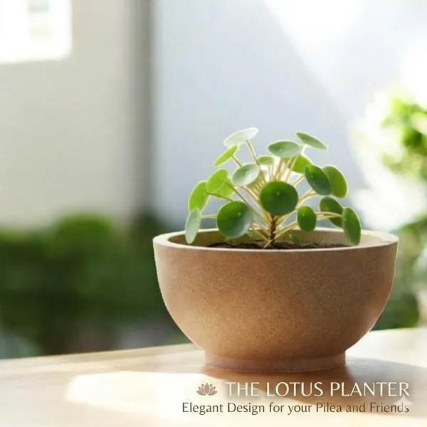 Shakya_||_Textured_Lotus_Planter_||_18"_inch_||_Indoor_and_Outdoor_Use__