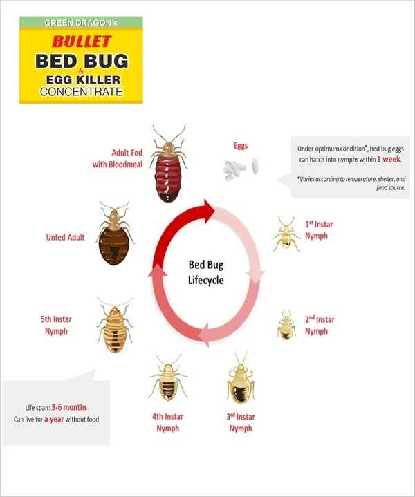 Green_Dragon_S_Natural_Organic_Bullet_Bed_Bug_Egg_Killer_Makes_100_Organic_Guaranteed_Results