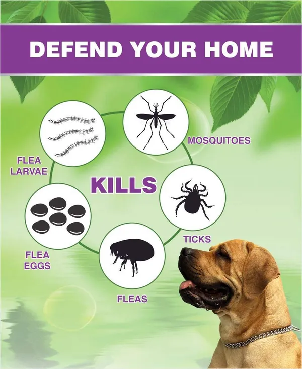 Green_Dragon_S_Natural_Organic_Ticks_Flea_Killer_Shampoo_For_Pets_Chemicals_100_Effective