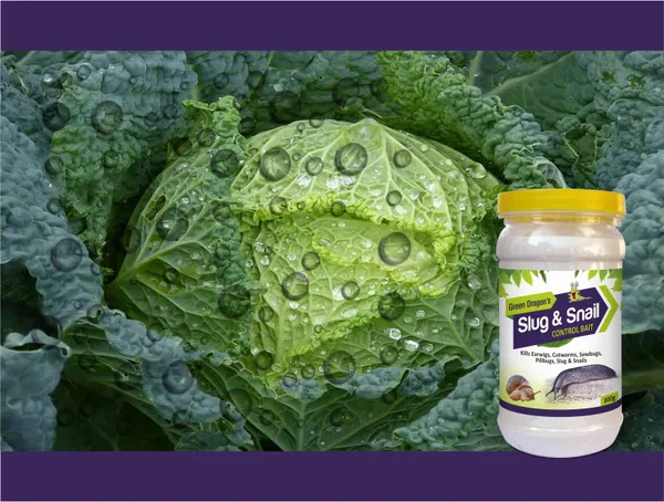 Green_Dragon_Slug_&_Snail_Control_Bait_(800_g)