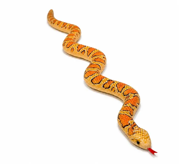 Realistic_Plush_Snake_Toy_(90_CM)_|_Soft_Stuffed_Snake_for_Kids_|_Animal_Soft_Toy_for_Play,_Prank_&_Gifting_|_Yellow