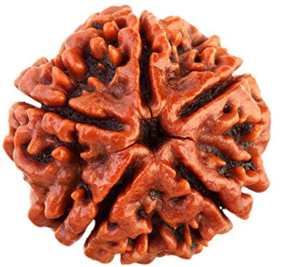 Brown_Original_Nepali_5_Mukhi_Rudraksha_Premium_Five_Face_Rudraksha_Beads__For_Unisex