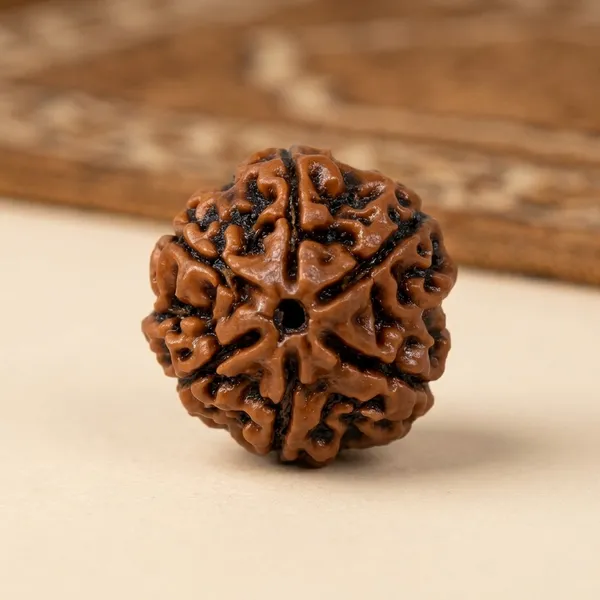 Brown_Original_Nepali_6_Mukhi_Rudraksha_Premium_Six_Face_Rudraksha_Bead_For_Devotees,_Yoga_Practitioners,_Spiritual_Jewelry_Making
