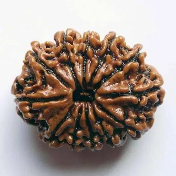 Brown_Original_Nepali_12_Mukhi_Rudraksha_Premium_Twelve_Face_Rudraksha_Bead_For_Spiritual_Seekers,_Devotees,_Meditation_Practitioners
