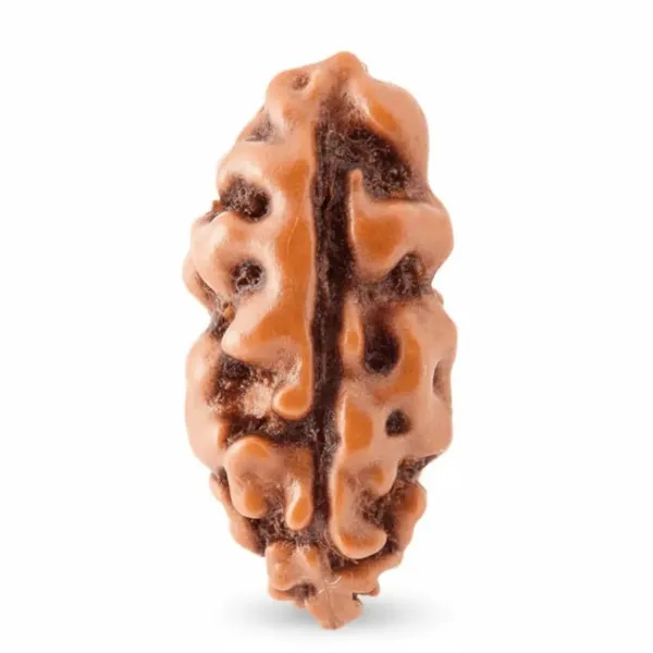 Brown_Original_1_Mukhi_Java_Rudraksha_Premium_One_Face_Rudraksha_Bead_For_Unisex