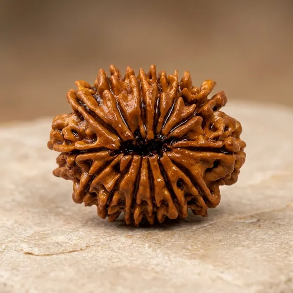 Brown_Original_Nepali_14_Mukhi_Rudraksha_Premium_Fourteen_Face_Rudraksha_Bead_For_Meditation,_Prayer,_Spiritual_Seekers
