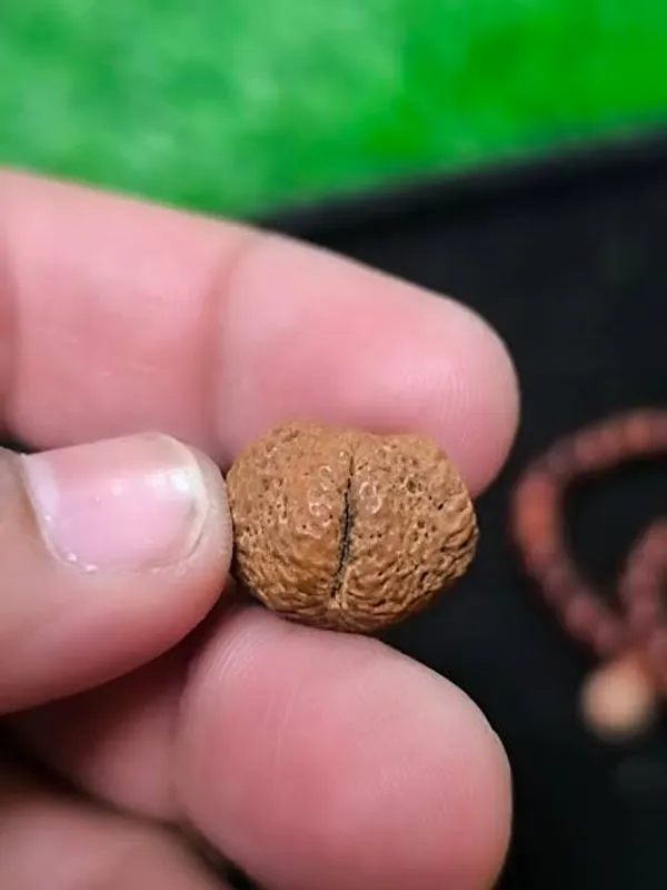 Brown_Original_Nepali_Yoni_Rudraksha_Premium_Rudraksha_Bead_For_Women