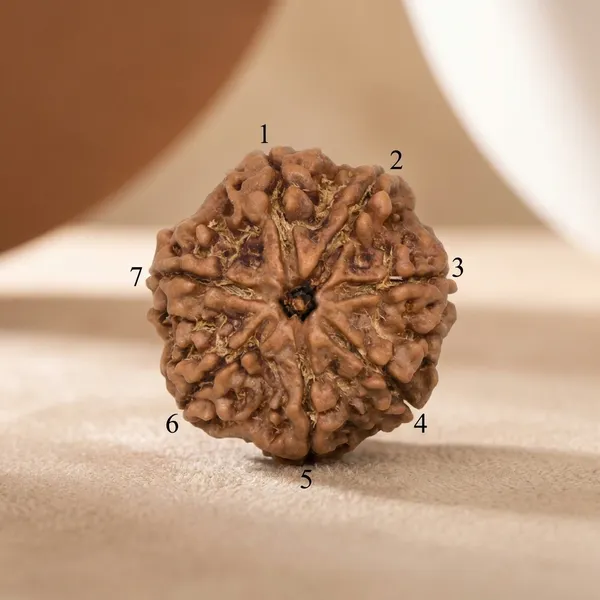 Brown_Original_Nepali_7_Mukhi_Rudraksha_Premium_Seven_Face_Rudraksha_Bead_For_Unisex