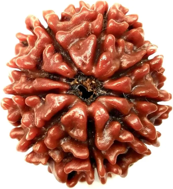 Brown_Original_Nepali_9_Mukhi_Rudraksha_Premium_Nine_Face_Rudraksha_Beads_For_Unisex_Spiritual_Seekers,_Meditation_Practitioners