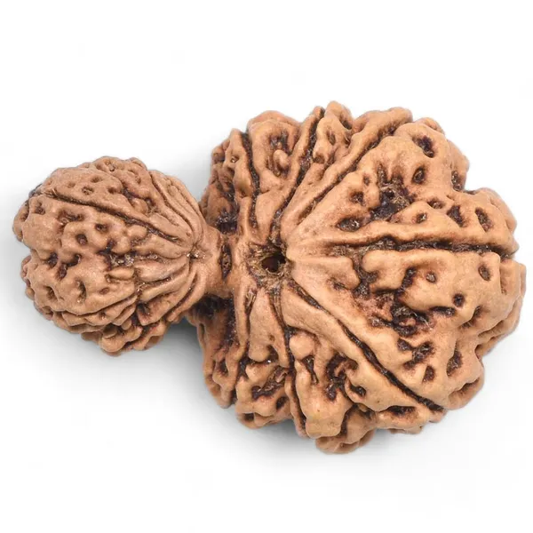 Beige_Original_Nepali_Garbh_Gauri_Rudraksha_Premium_Rudraksha_Bead_For_Unisex