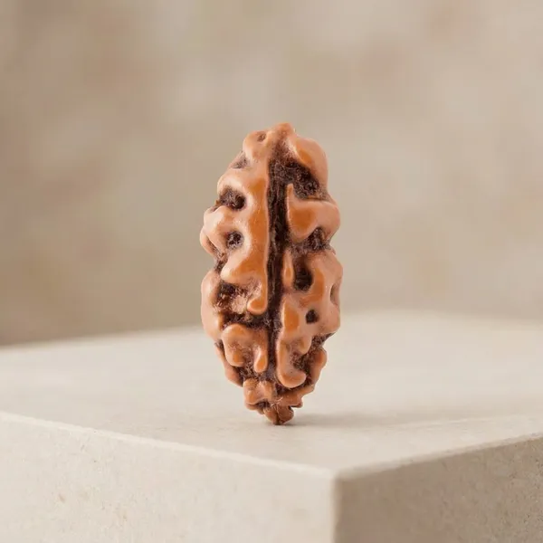 Brown_Original_1_Mukhi_Java_Rudraksha_Premium_One_Face_Rudraksha_Bead_For_Unisex