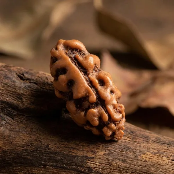 Brown_Original_1_Mukhi_Java_Rudraksha_Premium_One_Face_Rudraksha_Bead_For_Unisex