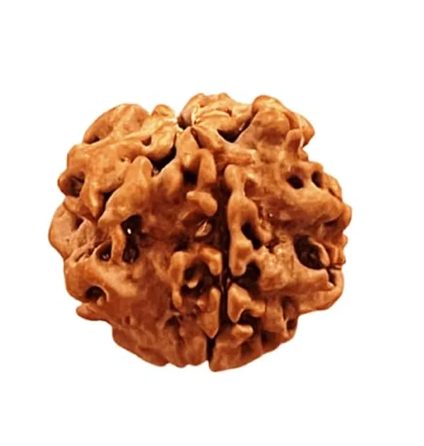 Brown_Original_1_Mukhi_Rudraksha_Premium_One_Face_Rudraksha_Bead_For_Unisex