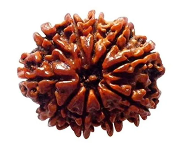 Brown_Original_Nepali_10_Mukhi_Rudraksha_Premium_Ten_Face_Rudraksha_Bead_For_Unisex