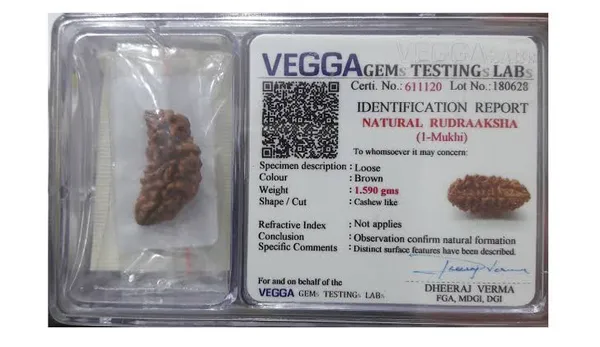 Original_1_Mukhi_Rudraksha_Premium_Half_Moon_(Kaju_Shape)_Rudraksha_Bead_For_Pooja,_Meditation,_Worship,_Home_Decor,_Wearing_For_Unisex