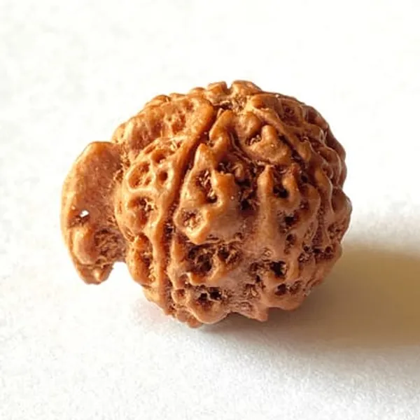 Brown_Original_Nepali_Ganesha_Rudraksha_Premium_Rudraksha_Bead_For_Unisex