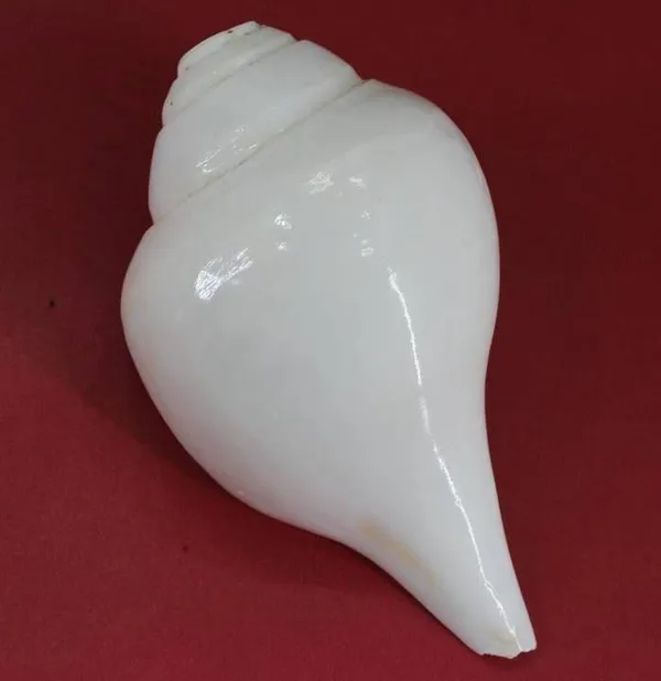 White_Original_Blowing_Sea_Shankh_Premium_Shankh__For_Home_Decor_And_Puja