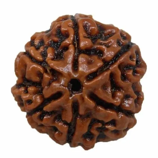 Brown_Original_Nepali_6_Mukhi_Rudraksha_Premium_Six_Face_Rudraksha_Bead_For_Devotees,_Yoga_Practitioners,_Spiritual_Jewelry_Making