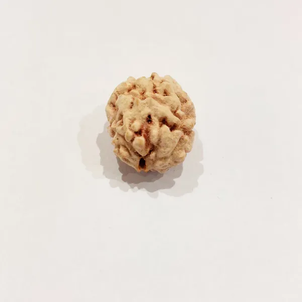 Beige_Original_Himalyan_2_Mukhi_Rudraksha_Premium_Two_Face_Rudraksha_Beads_For_Unisex