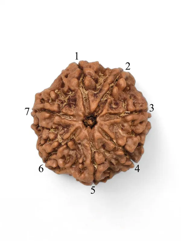 Brown_Original_Nepali_7_Mukhi_Rudraksha_Premium_Seven_Face_Rudraksha_Bead_For_Unisex