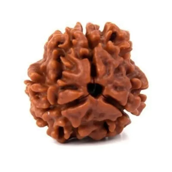 Brown_Original_Nepali_3_Mukhi_Rudraksha_Premium_Three_Face_Rudraksha_Bead_For_Unisex