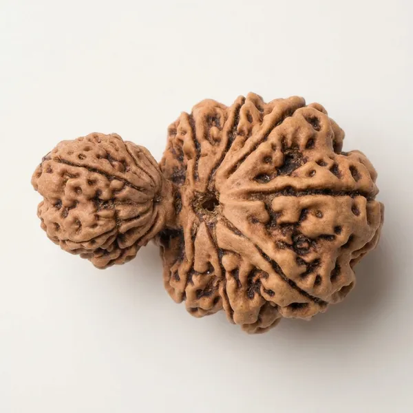 Beige_Original_Nepali_Garbh_Gauri_Rudraksha_Premium_Rudraksha_Bead_For_Unisex