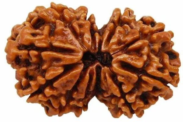 Brown_Original_Nepali_Gauri_Shankar_Rudraksha_Premium_Rudraksha_Beads_For_Unisex