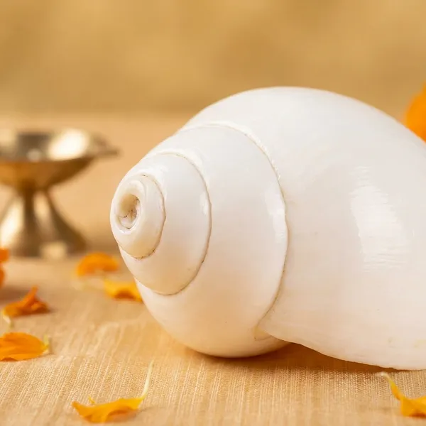 White_Original_Blowing_Sea_Shankh_Premium_Shankh__For_Home_Decor_And_Puja