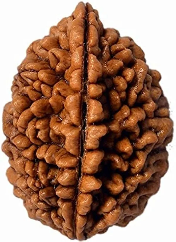 Brown_Original_Indian_2Mukhi_Rudraksha_Premium_Two_Face_Rudraksha_Bead_For_Unisex