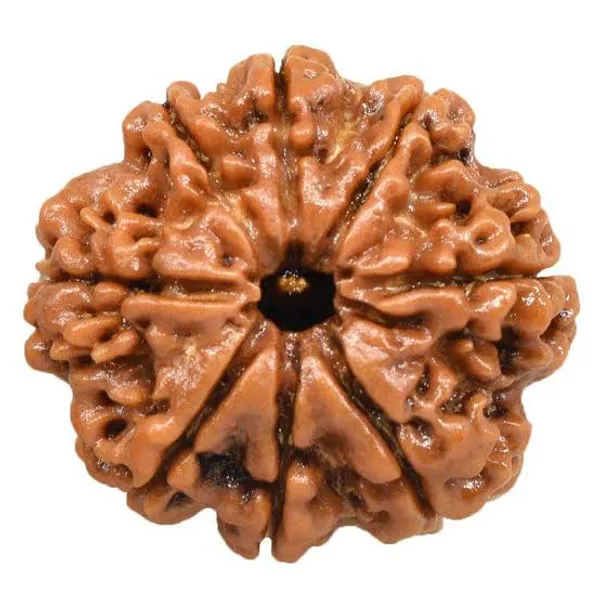 Brown_Original_Nepali_8_Mukhi_Rudraksha_Premium_Eight_Face_Rudraksha_Beads_For_Unisex