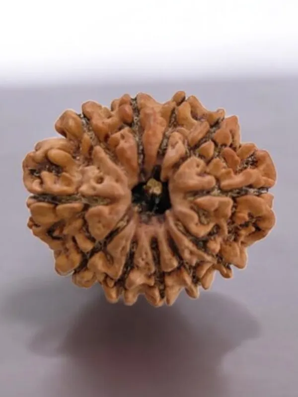 Brown_Original_11_Mukhi_Nepali_Rudraksha_Premium_Eleven_Face_Rudraksha_Beads_For_Unisex