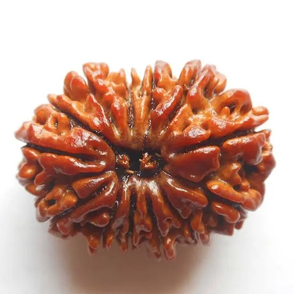 Brown_Original_Nepali_13_Mukhi_Rudraksha_Premium_Thirteen_Face_Rudraksha_Beads_For_Unisex_Spiritual_Activity,_Yoga_Practitioners,_Etc