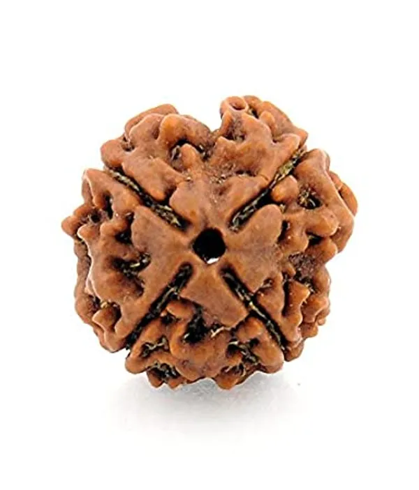 Brown_Original_4_Mukhi_(Four_Mukhi)_Nepali_Rudraksha_Premium_Bead_For_Unisex_Spiritual_Practitioners,_Yoga_Enthusiasts