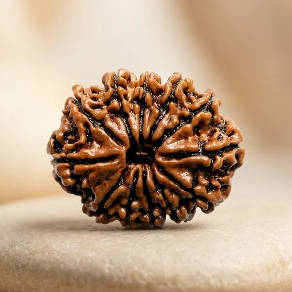 Brown_Original_Nepali_12_Mukhi_Rudraksha_Premium_Twelve_Face_Rudraksha_Bead_For_Spiritual_Seekers,_Devotees,_Meditation_Practitioners