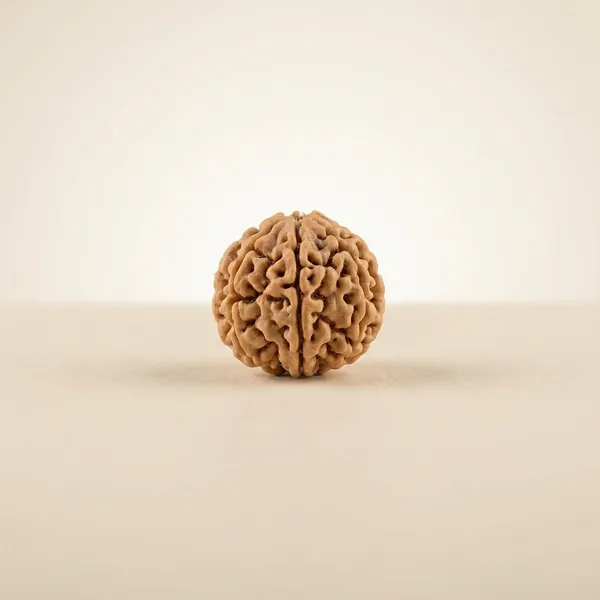 Beige_Original_Himalyan_2_Mukhi_Rudraksha_Premium_Two_Face_Rudraksha_Beads_For_Unisex