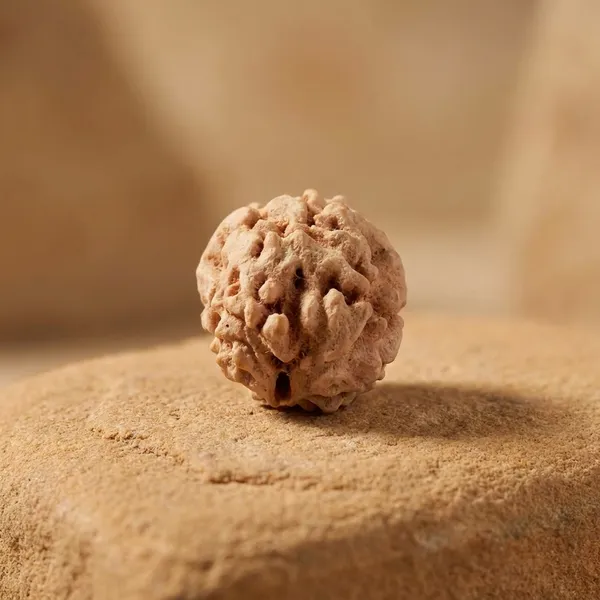 Beige_Original_Himalyan_2_Mukhi_Rudraksha_Premium_Two_Face_Rudraksha_Beads_For_Unisex