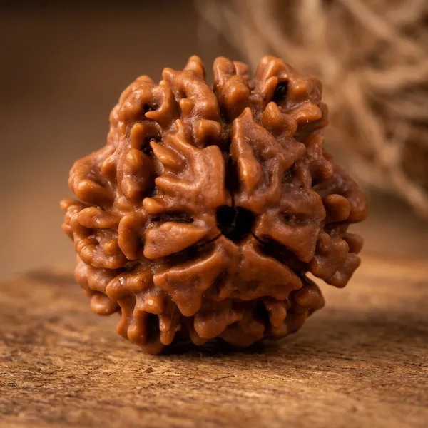 Brown_Original_Nepali_3_Mukhi_Rudraksha_Premium_Three_Face_Rudraksha_Bead_For_Unisex