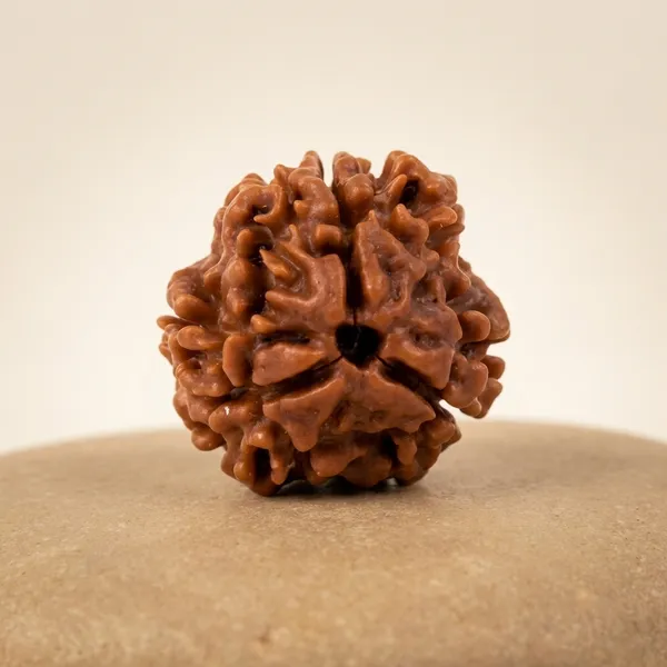 Brown_Original_Nepali_3_Mukhi_Rudraksha_Premium_Three_Face_Rudraksha_Bead_For_Unisex