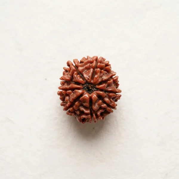 Brown_Original_Nepali_9_Mukhi_Rudraksha_Premium_Nine_Face_Rudraksha_Beads_For_Unisex_Spiritual_Seekers,_Meditation_Practitioners