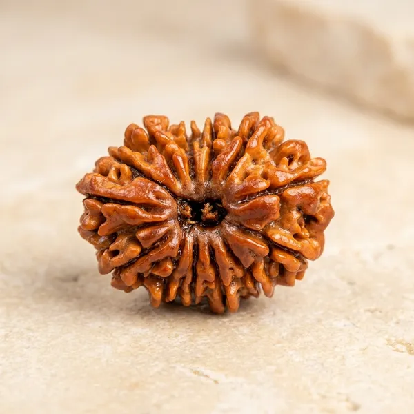 Brown_Original_Nepali_13_Mukhi_Rudraksha_Premium_Thirteen_Face_Rudraksha_Beads_For_Unisex_Spiritual_Activity,_Yoga_Practitioners,_Etc