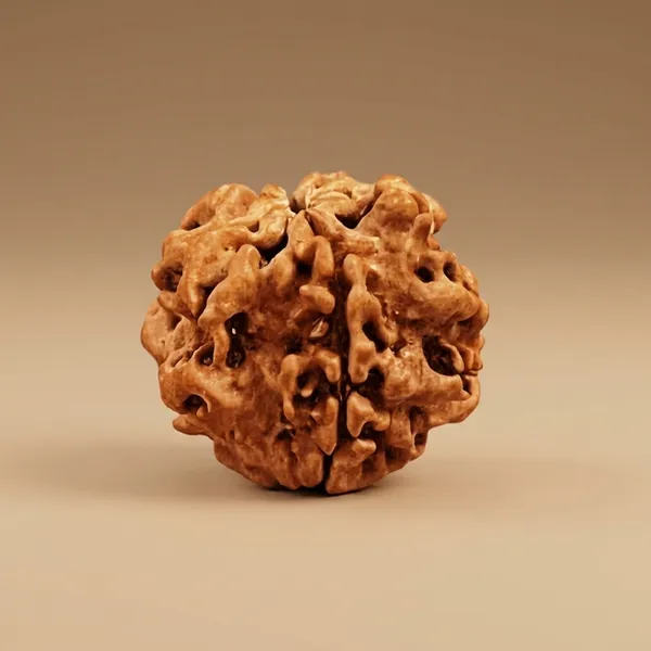 Brown_Original_1_Mukhi_Rudraksha_Premium_One_Face_Rudraksha_Bead_For_Unisex