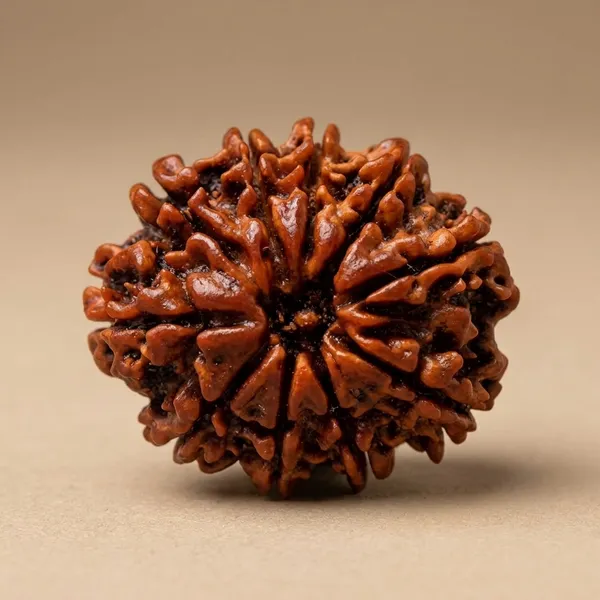 Brown_Original_Nepali_10_Mukhi_Rudraksha_Premium_Ten_Face_Rudraksha_Bead_For_Unisex