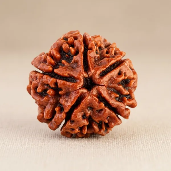 Brown_Original_Nepali_5_Mukhi_Rudraksha_Premium_Five_Face_Rudraksha_Beads__For_Unisex