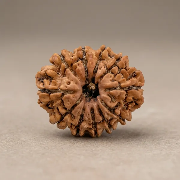 Brown_Original_11_Mukhi_Nepali_Rudraksha_Premium_Eleven_Face_Rudraksha_Beads_For_Unisex