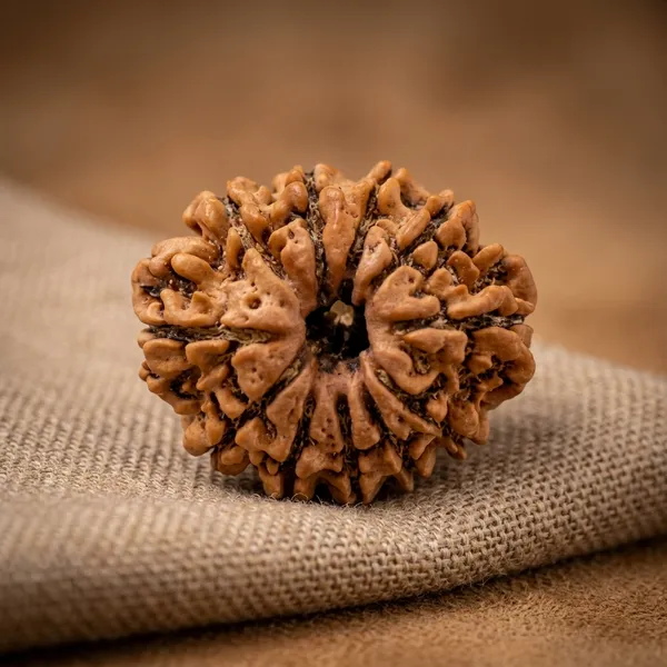 Brown_Original_11_Mukhi_Nepali_Rudraksha_Premium_Eleven_Face_Rudraksha_Beads_For_Unisex
