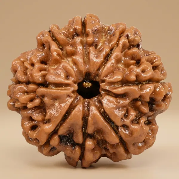Brown_Original_Nepali_8_Mukhi_Rudraksha_Premium_Eight_Face_Rudraksha_Beads_For_Unisex