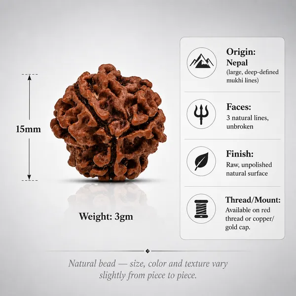 Original_3_Mukhi_Nepali_Rudraksha_