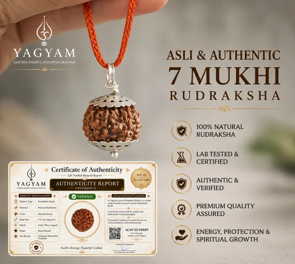 Shree_Om_7_Mukhi_Nepali_Rudraksha_with_Gold_Plated_Chain_