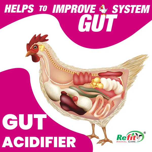 Poultry_Acidifier_Liquid_Supplement_for_Chicken,_Chicks_and_Birds,_Acido_Gut_5_Ltr.