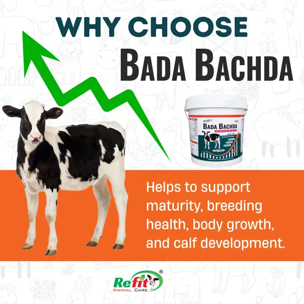 Calf_Growth_Promoter_Powder_Supplement_for_Healthy_Weight_Gain,_Immunity_&_Digestion_Support,_Bada_Bachda_5_Kg